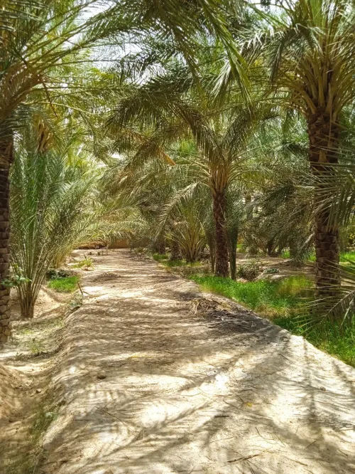 Vente bien immobilier Biskra Tolga