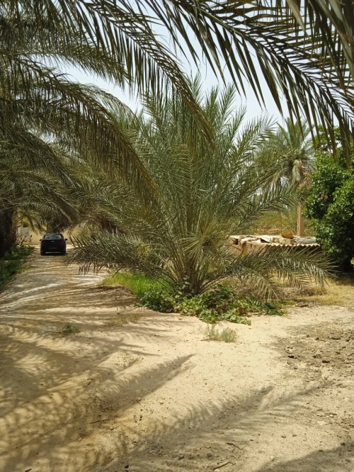 Vente bien immobilier Biskra Tolga