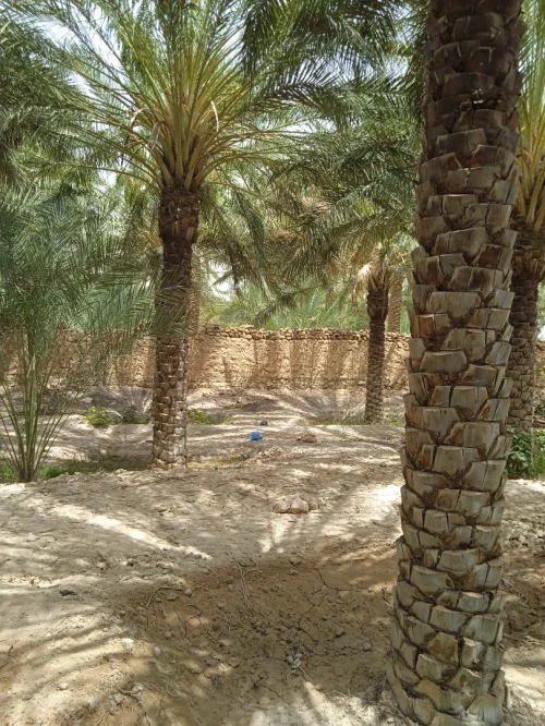 Vente bien immobilier Biskra Tolga