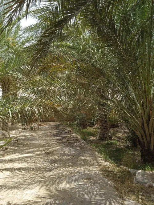 Vente bien immobilier Biskra Tolga