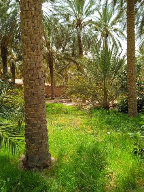 Vente bien immobilier Biskra Tolga