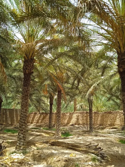 Vente bien immobilier Biskra Tolga