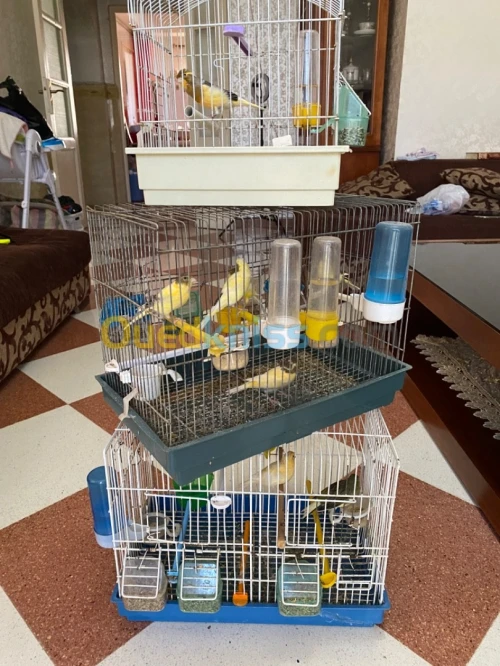 canari