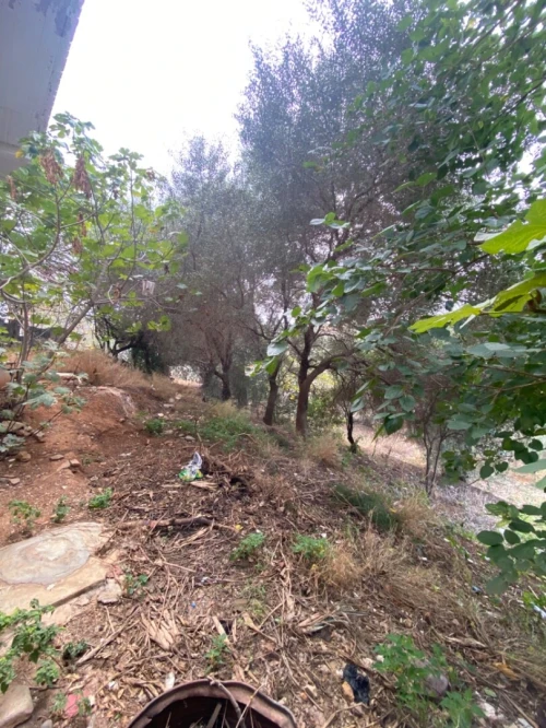 Vente Terrain Alger Saoula