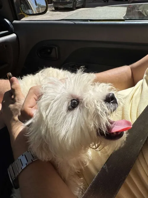 Caniche vaccinée