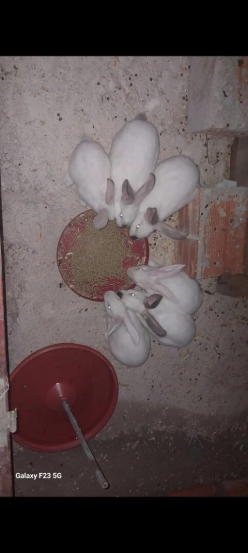 Couple lapin 
