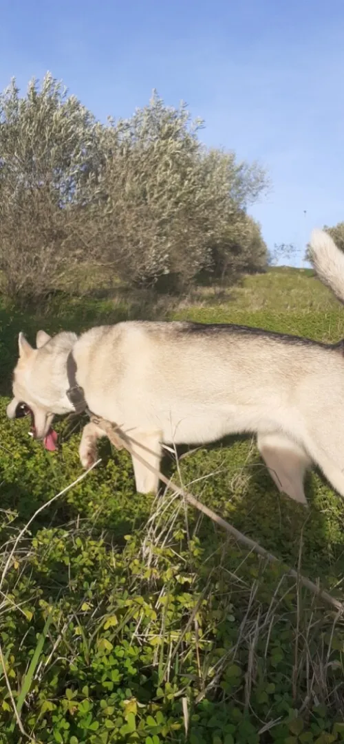 Husky syberien femelle