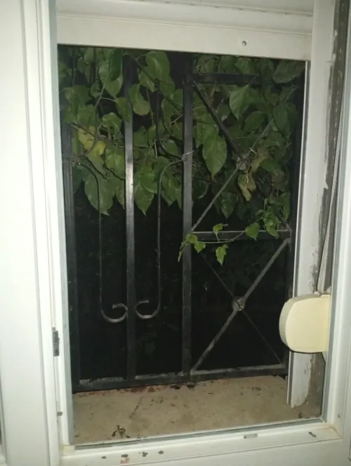 Location Appartement F3 Blida Bouinan