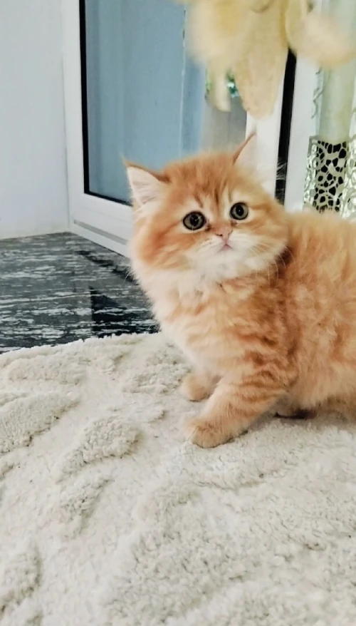 Chaton persan