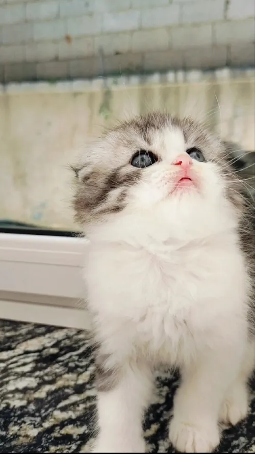 Chatons scottish Persan