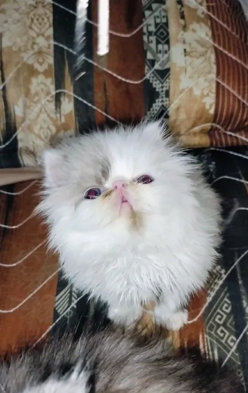 Chat persan