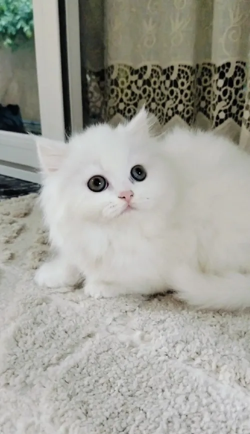 Chaton persan