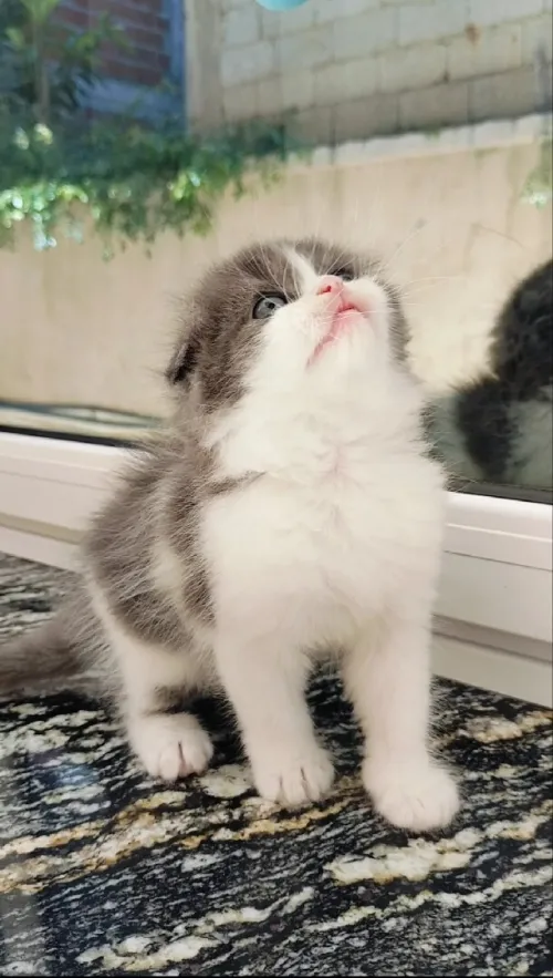 Chatons scottish Persan