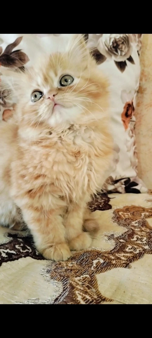 Chat persan
