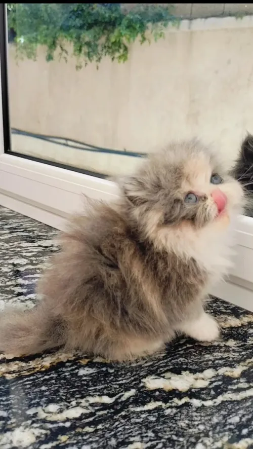Chaton persan