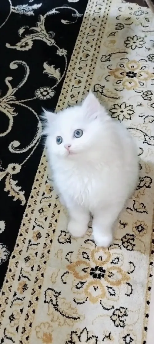 Chat persan