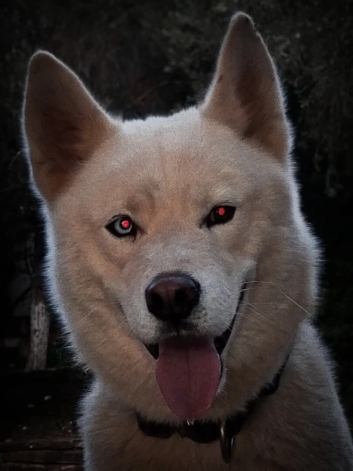 Husky sibérien