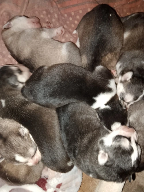 Husky sibérien