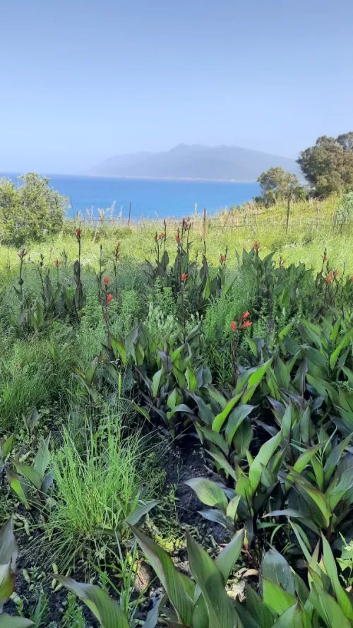 Vente Terrain Annaba Chetaibi