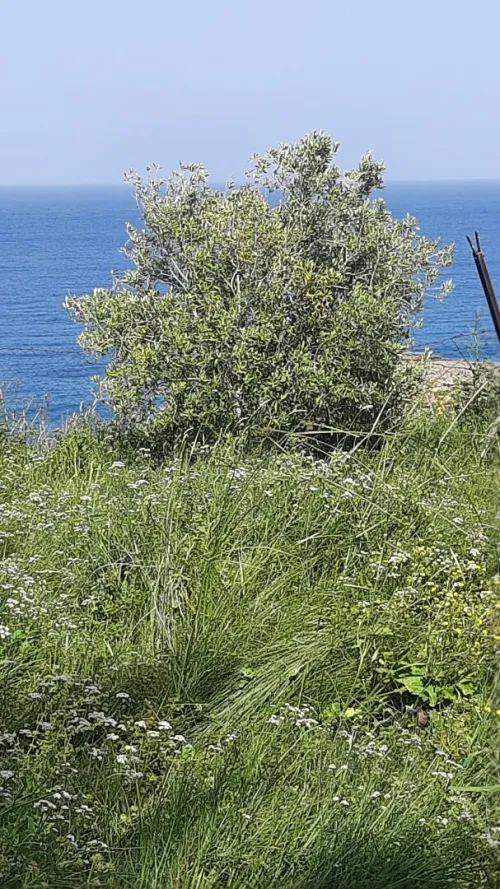Vente Terrain Annaba Chetaibi