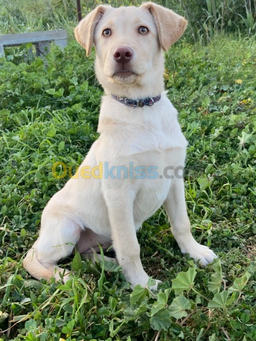 Femelle labrador haja top