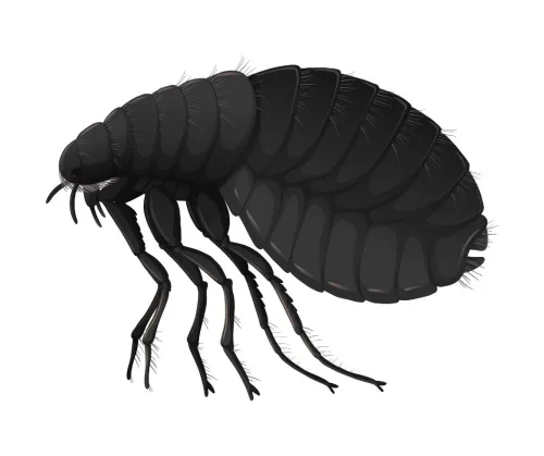 CYTROL sachet 10gr anti punaises de lit, puces, cafards et fourmis 