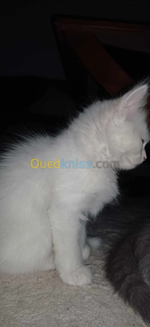 2 coulpe persan w chirazi 