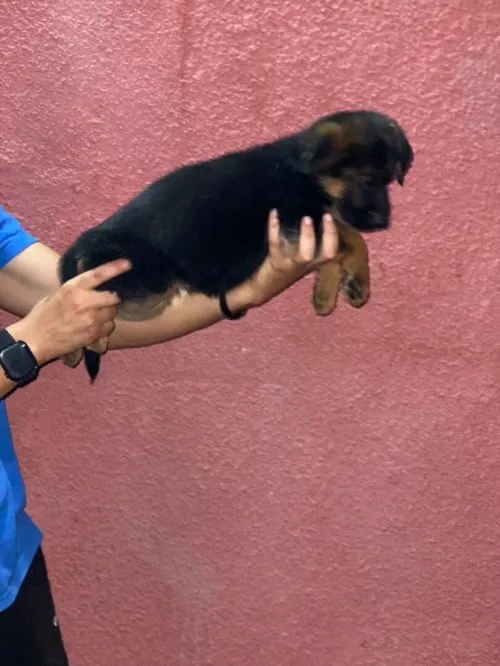 Chiot berger allemand pedigree 