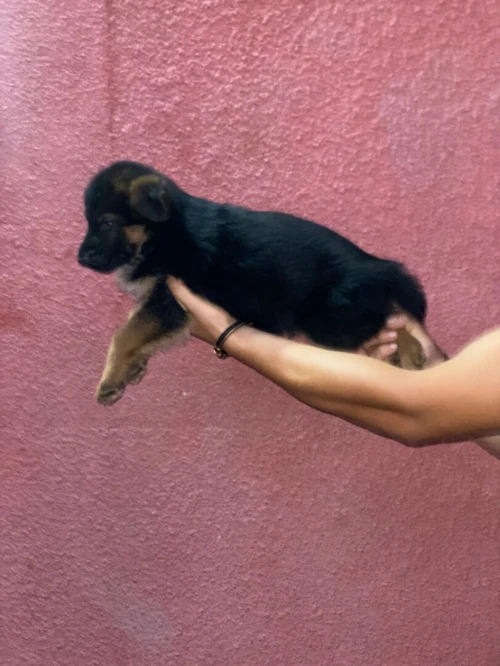 Chiot berger allemand pedigree 