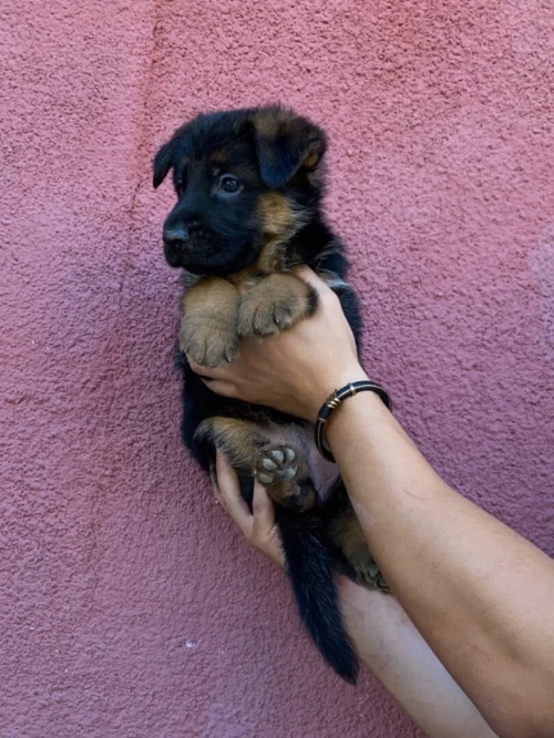 Chiot berger allemand pedigree 