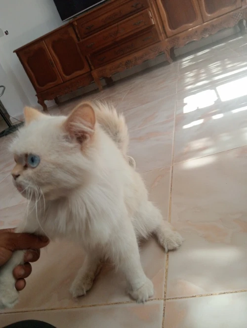 Chat mal persan