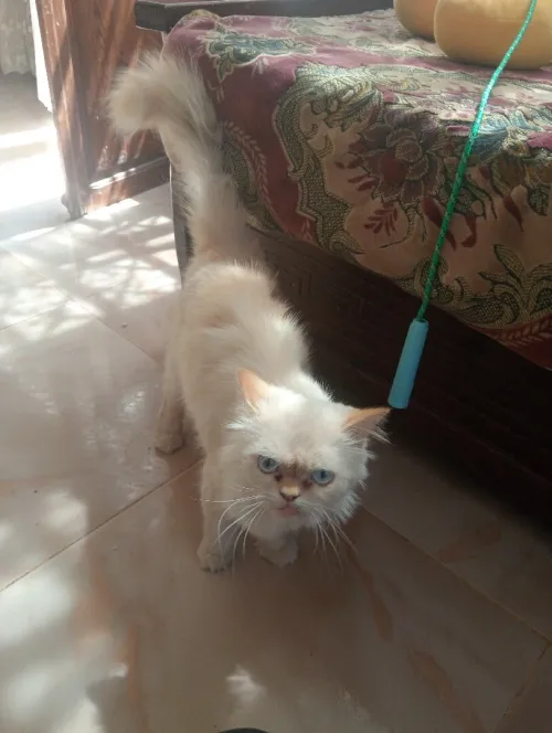 Chat mal persan