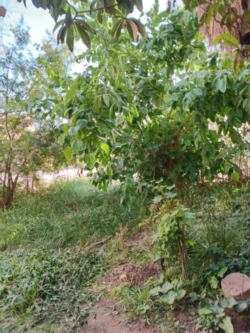 Vente Appartement F3 Blida Larbaa 2