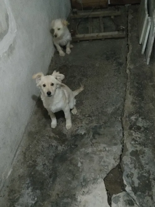 Spitz