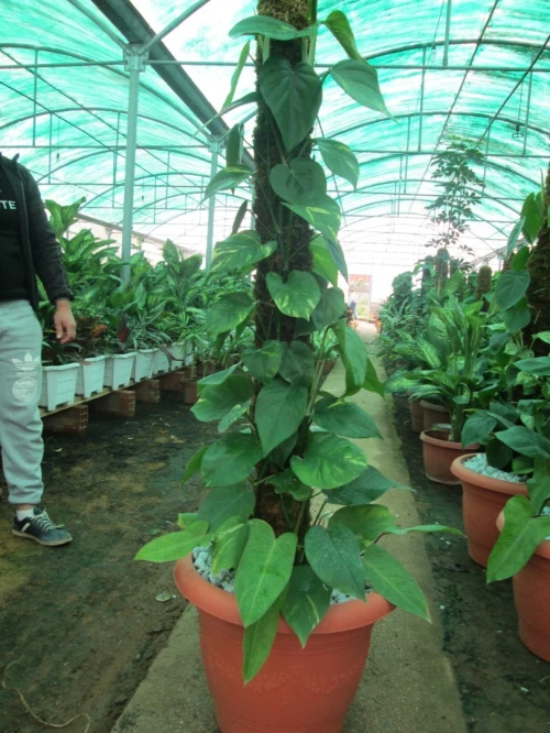entreprise de création des jardin et entretiens des espace vert  