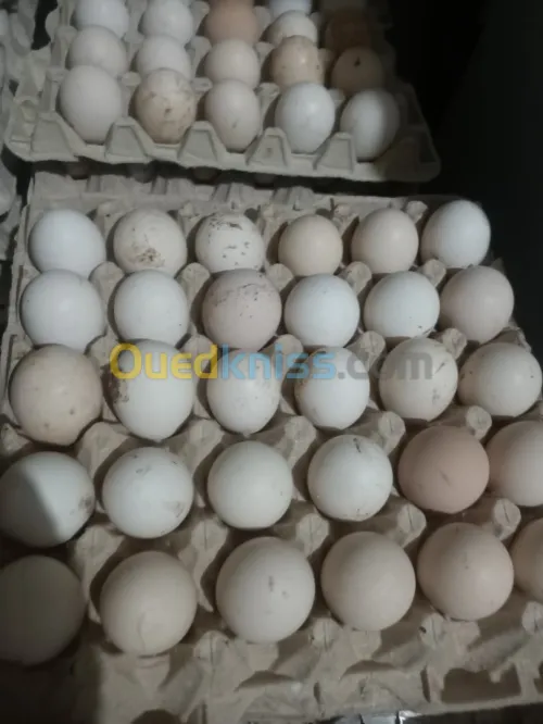 بيض عرب 