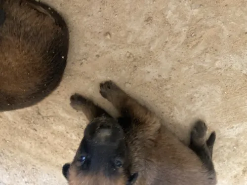 Femelle malinois 