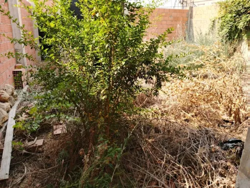 Vente bien immobilier Blida Meftah