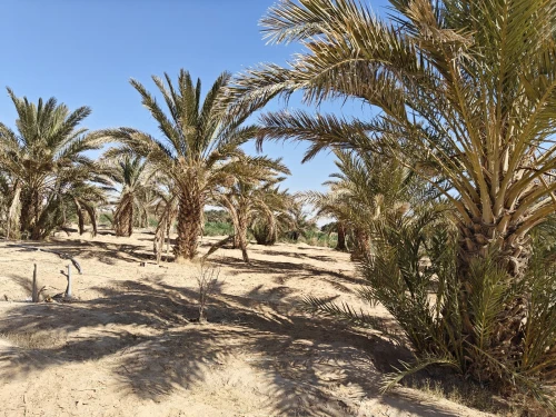 Vente Terrain Agricole Biskra Biskra