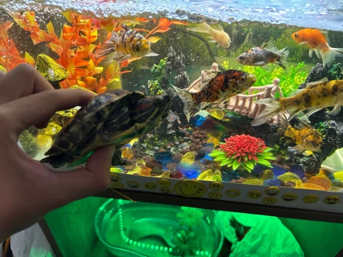 Tortue