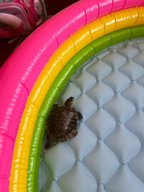 Tortue