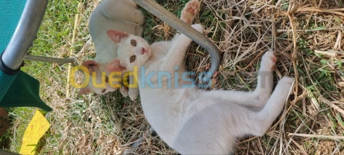 Chat Angora turc