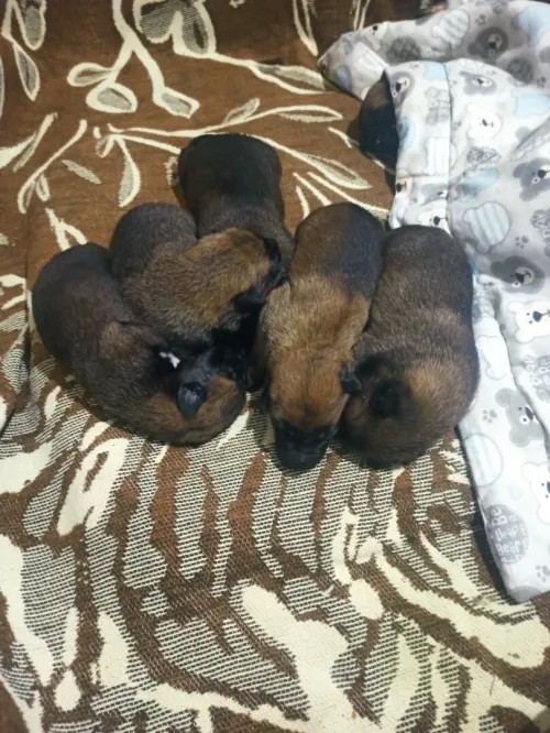 Malinois