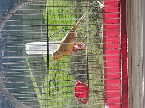 Canari mâle