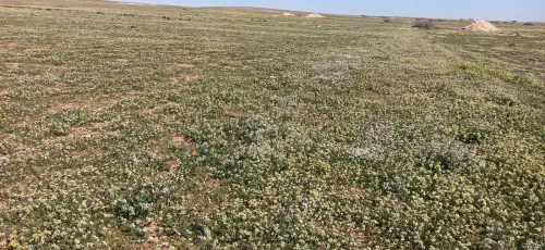 Vente Terrain Agricole Djelfa Birine