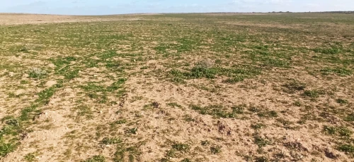 Vente Terrain Agricole Djelfa Ain oussara
