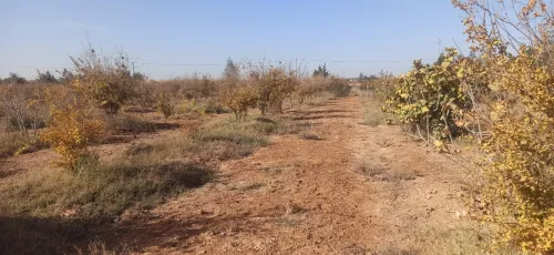 Vente Terrain Agricole Djelfa Ain oussara