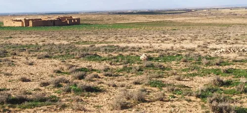 Vente Terrain Agricole Djelfa Had sahary