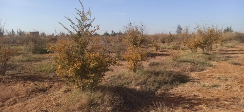 Vente Terrain Agricole Djelfa Ain oussara