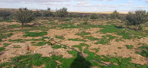 Vente Terrain Agricole Djelfa Had sahary